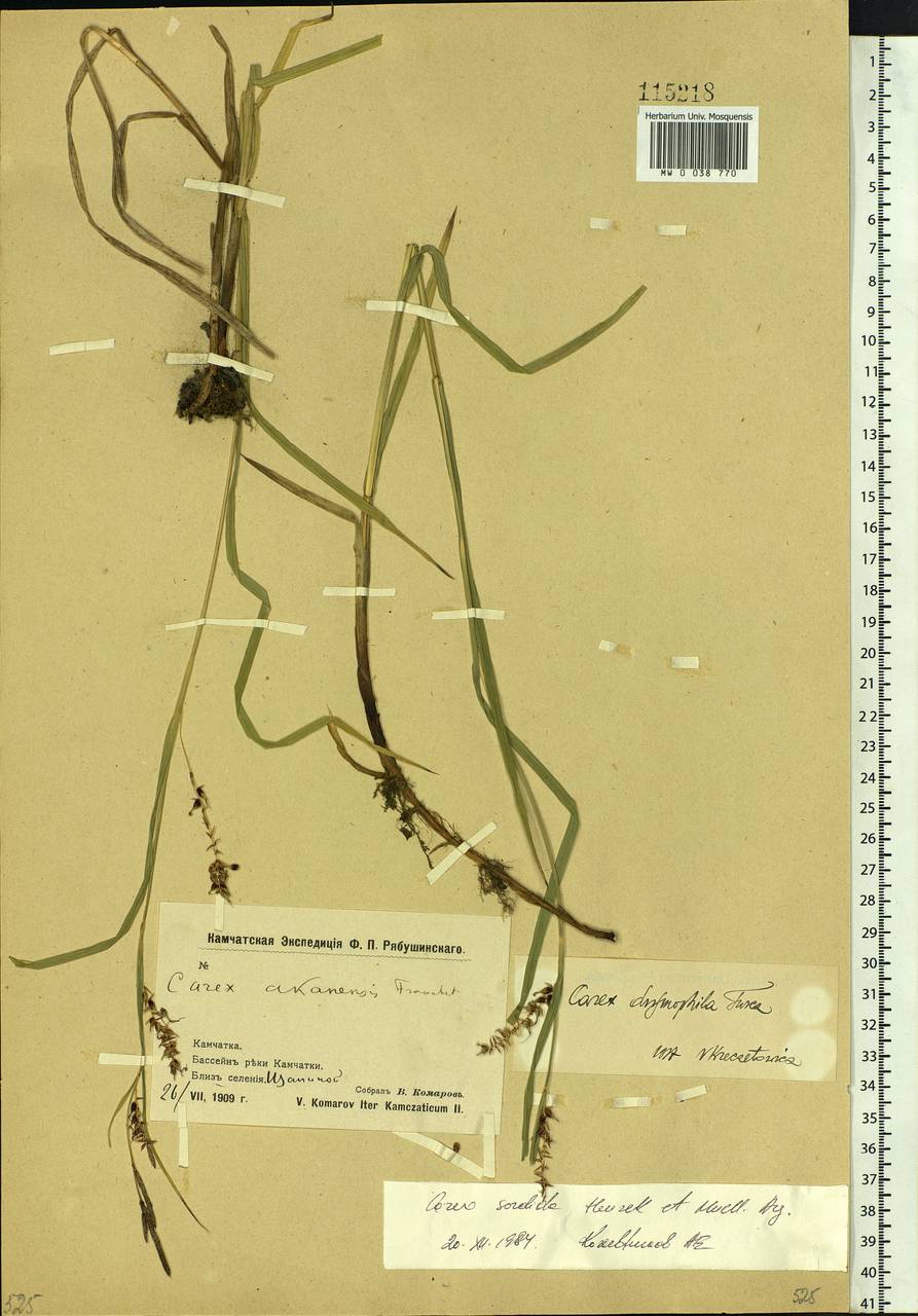 Carex sordida Van Heurck & Müll.Arg., Siberia, Chukotka & Kamchatka (S7) (Russia)