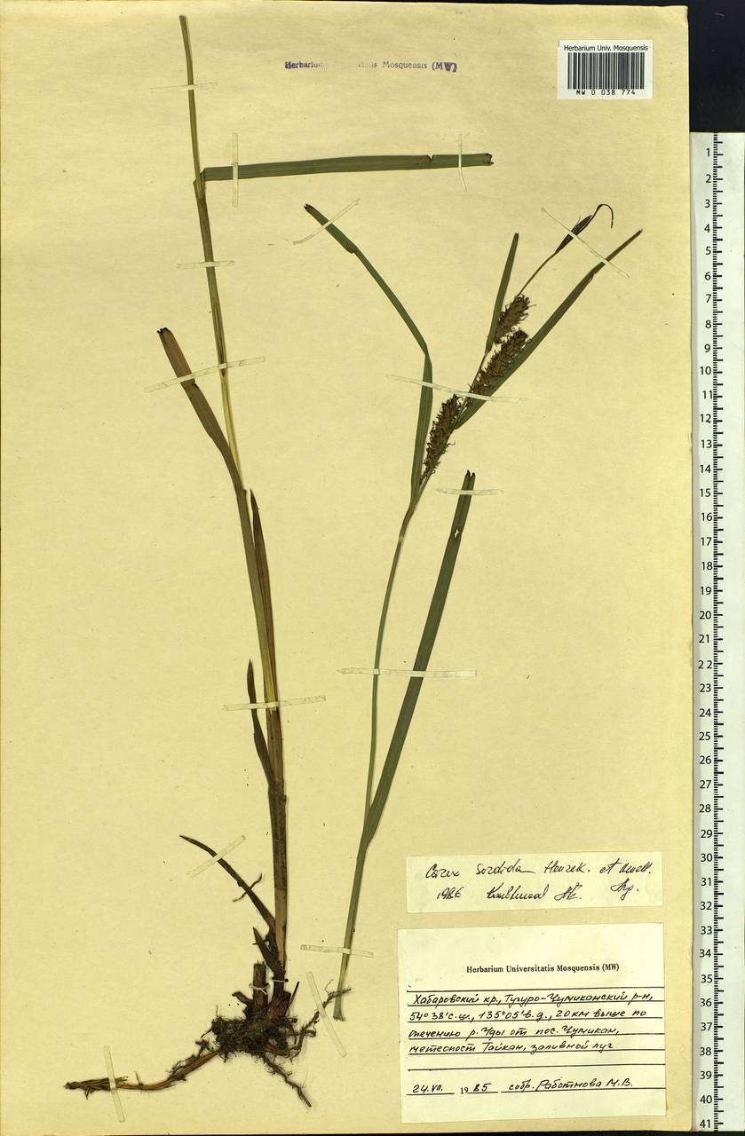 Carex sordida Van Heurck & Müll.Arg., Siberia, Russian Far East (S6) (Russia)