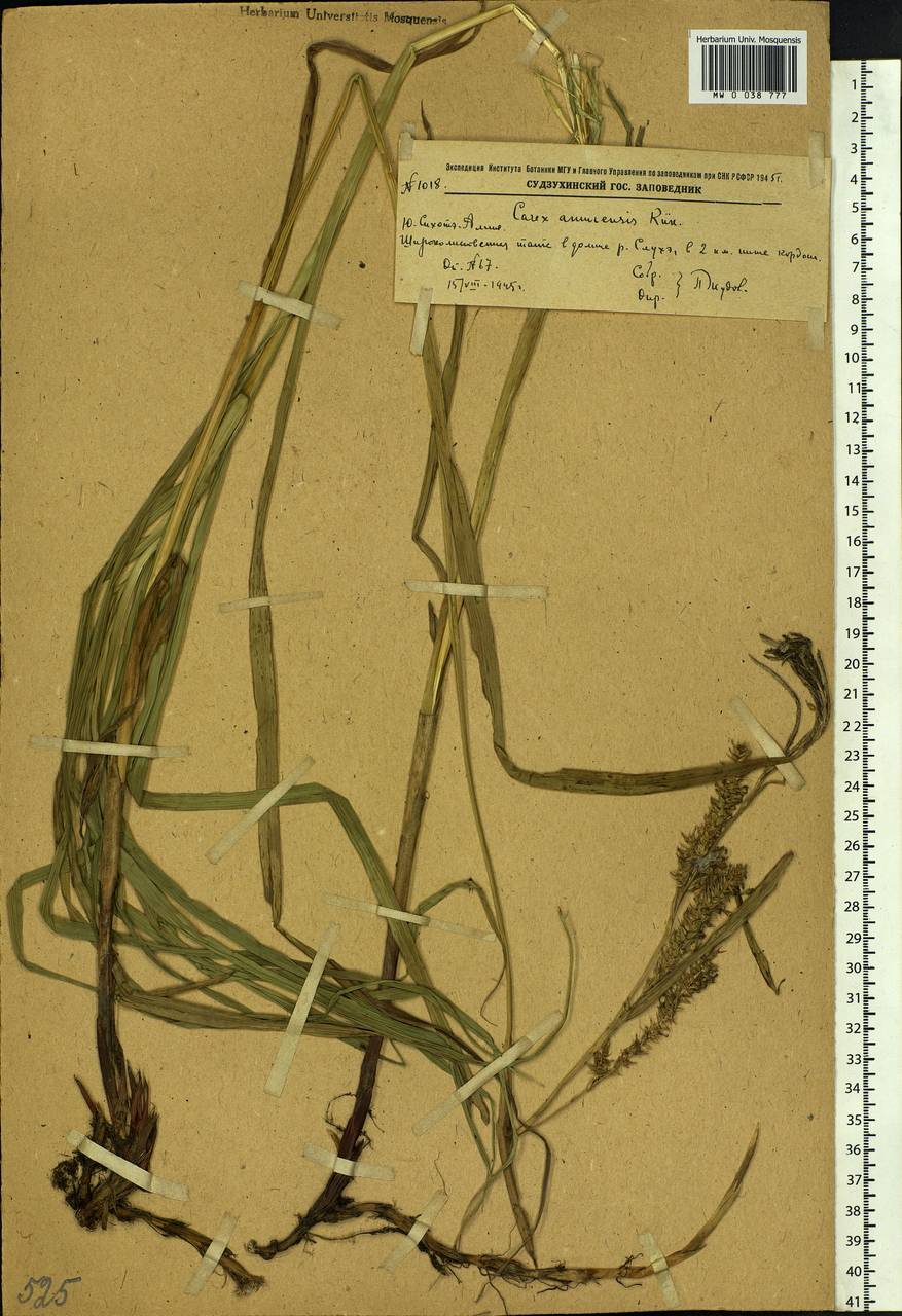 Carex sordida Van Heurck & Müll.Arg., Siberia, Russian Far East (S6) (Russia)