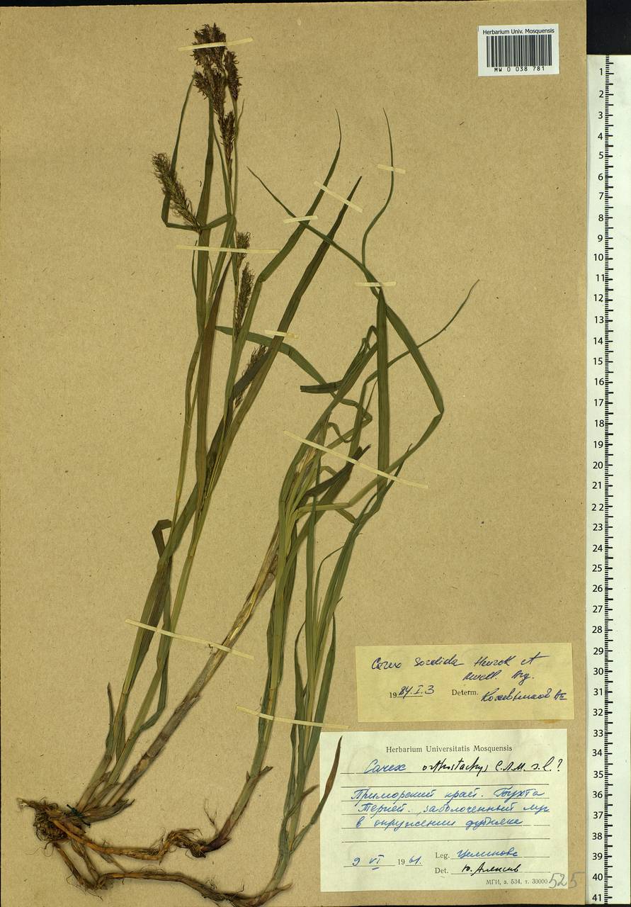 Carex sordida Van Heurck & Müll.Arg., Siberia, Russian Far East (S6) (Russia)