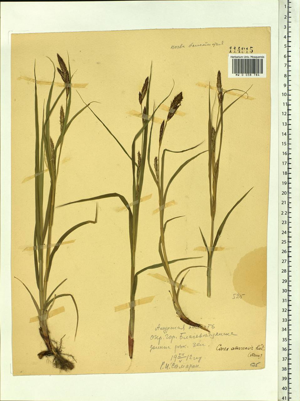 Carex sordida Van Heurck & Müll.Arg., Siberia, Russian Far East (S6) (Russia)