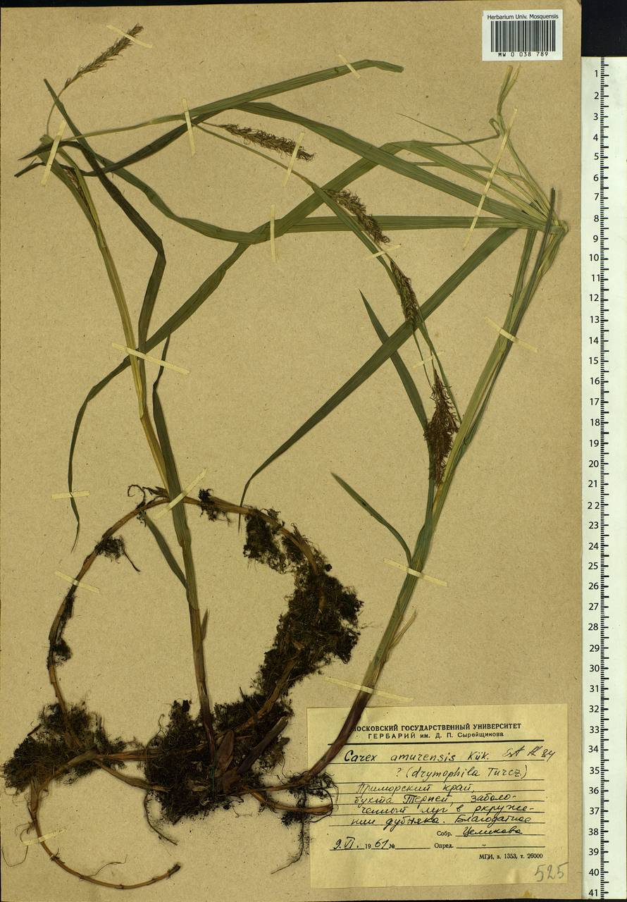 Carex sordida Van Heurck & Müll.Arg., Siberia, Russian Far East (S6) (Russia)