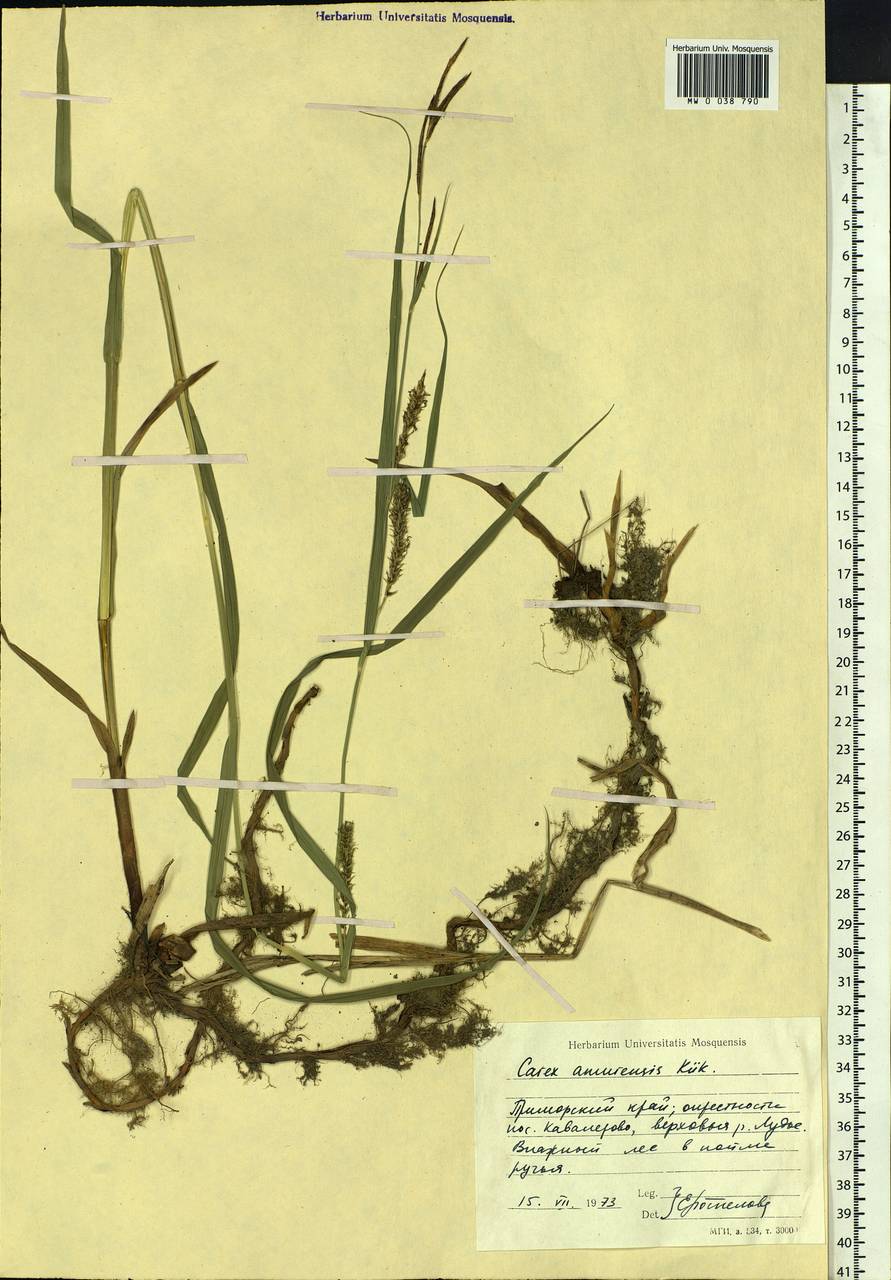 Carex sordida Van Heurck & Müll.Arg., Siberia, Russian Far East (S6) (Russia)