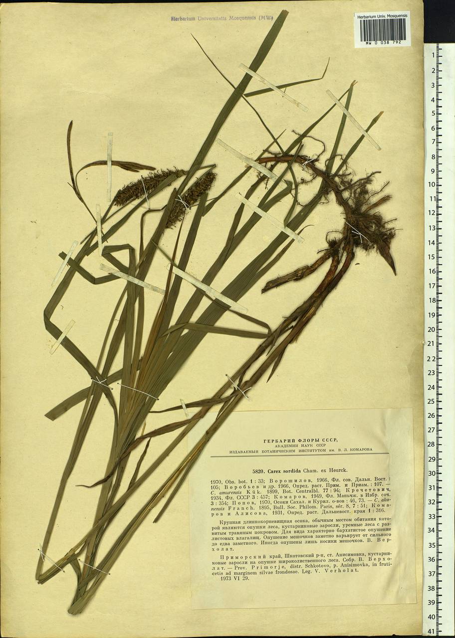 Carex sordida Van Heurck & Müll.Arg., Siberia, Russian Far East (S6) (Russia)