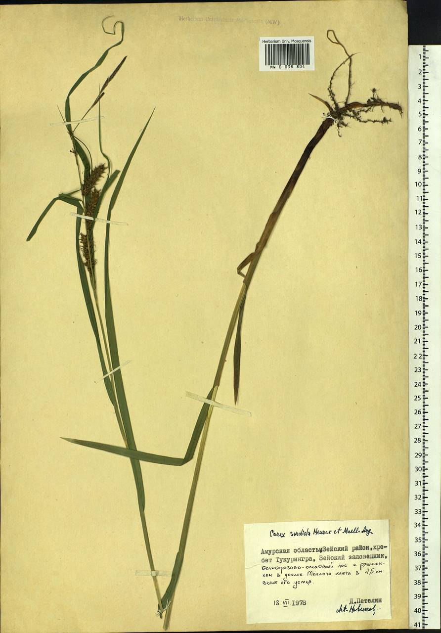 Carex sordida Van Heurck & Müll.Arg., Siberia, Russian Far East (S6) (Russia)