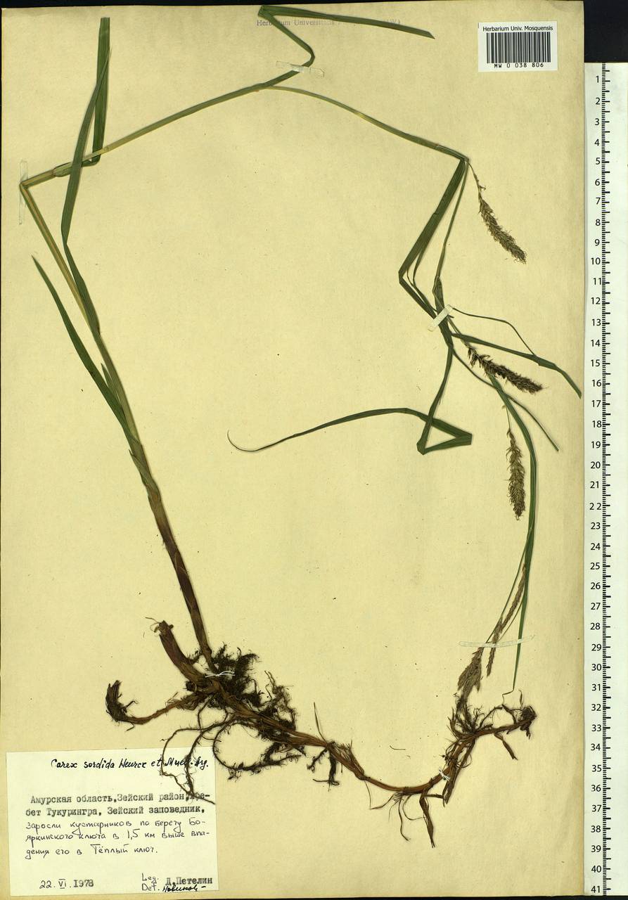 Carex sordida Van Heurck & Müll.Arg., Siberia, Russian Far East (S6) (Russia)