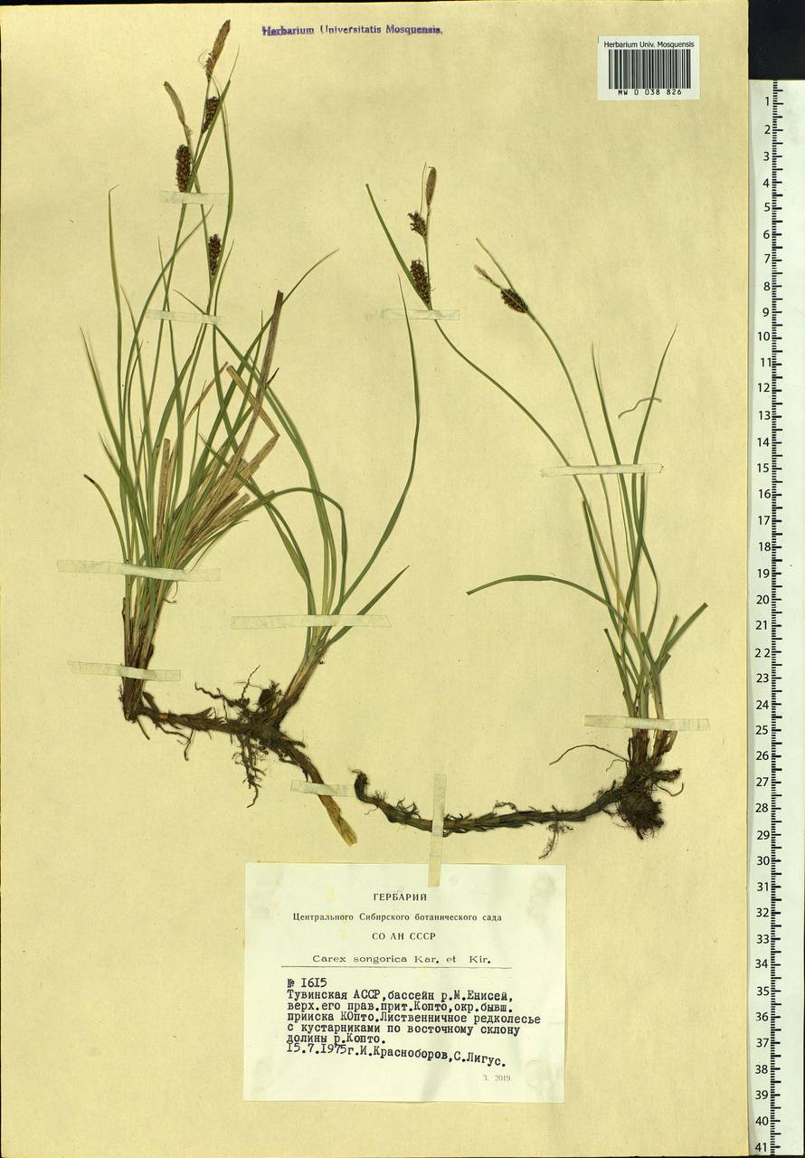 Carex songorica Kar. & Kir., Siberia, Altai & Sayany Mountains (S2) (Russia)