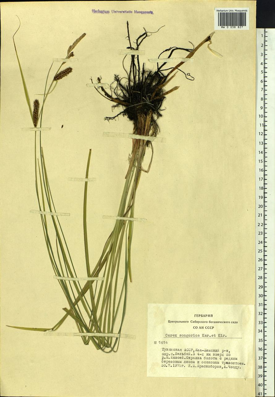 Carex songorica Kar. & Kir., Siberia, Altai & Sayany Mountains (S2) (Russia)