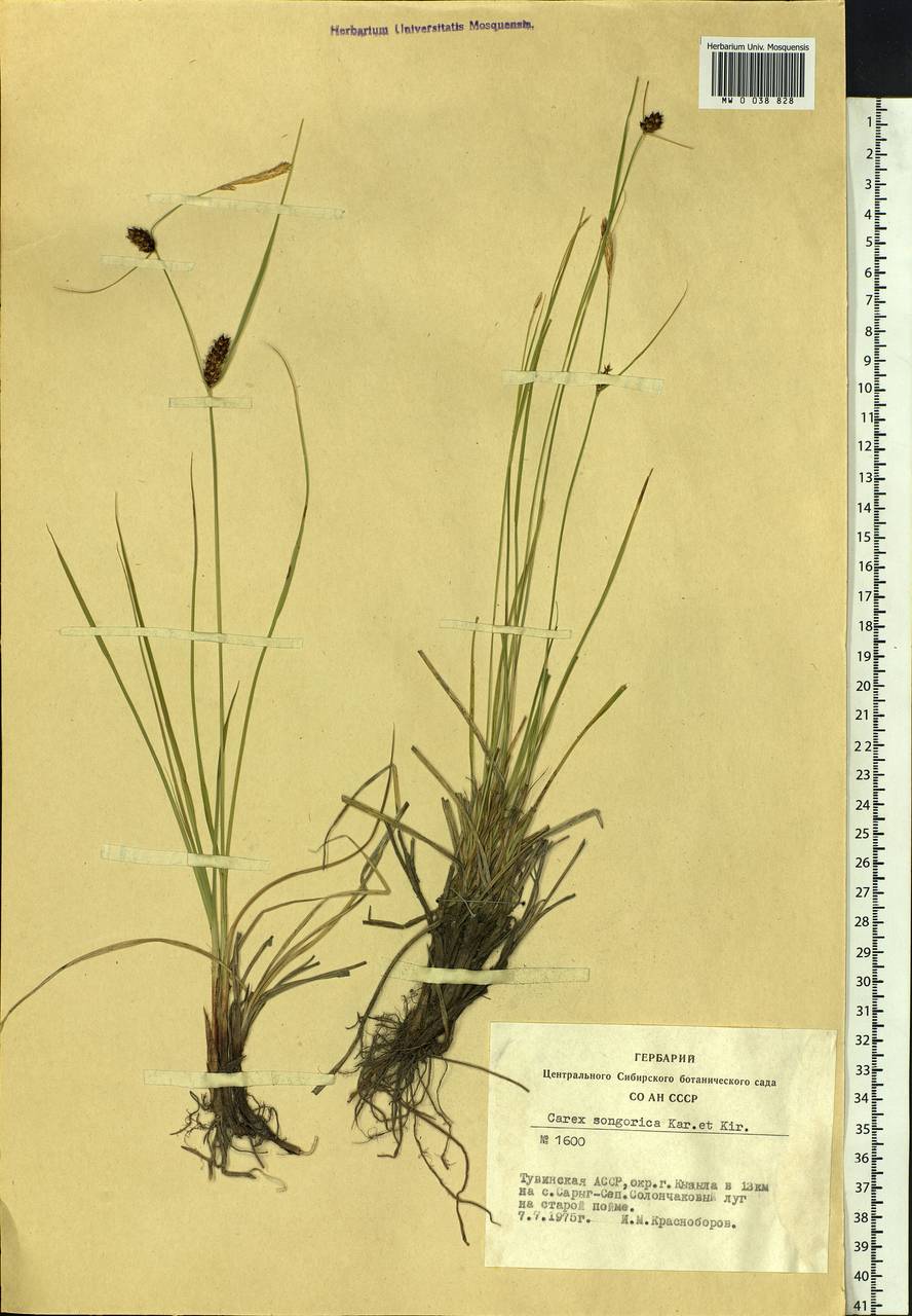 Carex songorica Kar. & Kir., Siberia, Altai & Sayany Mountains (S2) (Russia)