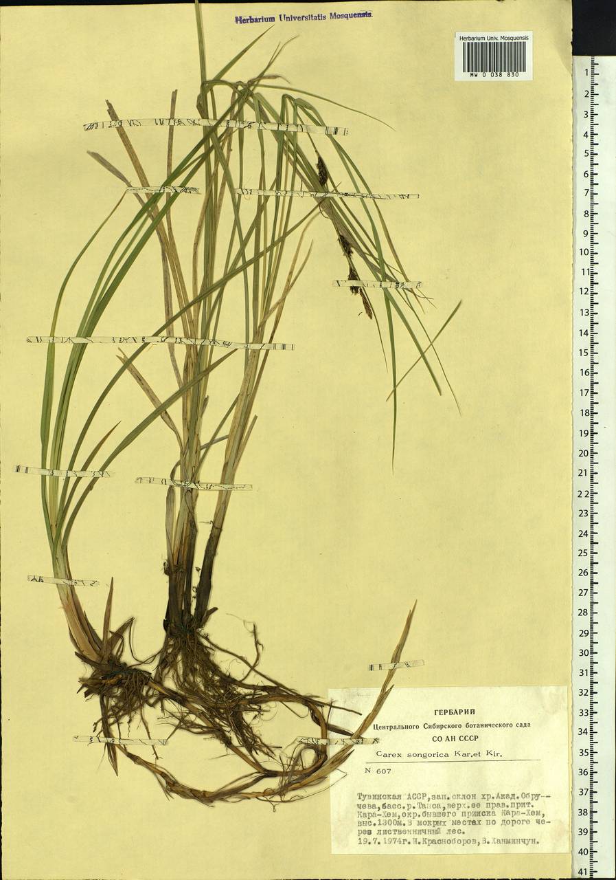 Carex songorica Kar. & Kir., Siberia, Altai & Sayany Mountains (S2) (Russia)