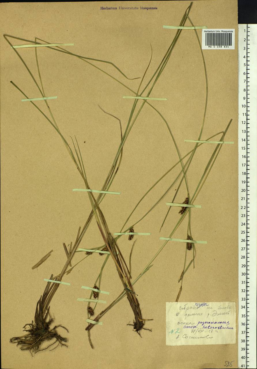 Carex songorica Kar. & Kir., Siberia, Altai & Sayany Mountains (S2) (Russia)