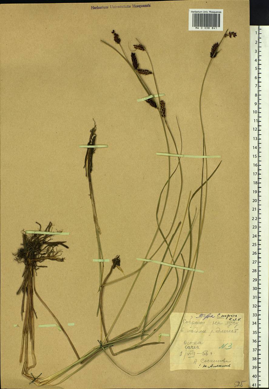 Carex songorica Kar. & Kir., Siberia, Altai & Sayany Mountains (S2) (Russia)