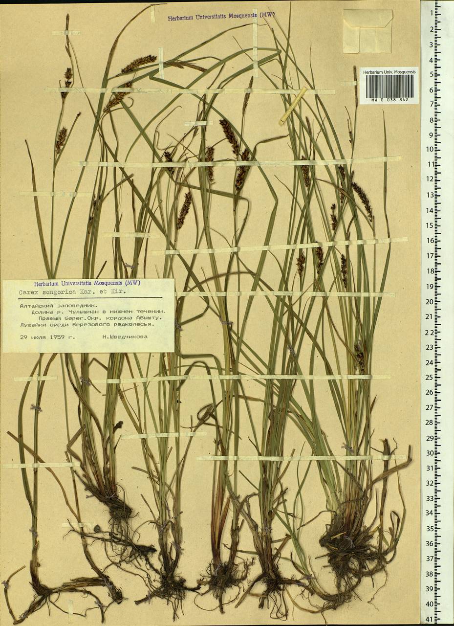 Carex songorica Kar. & Kir., Siberia, Altai & Sayany Mountains (S2) (Russia)