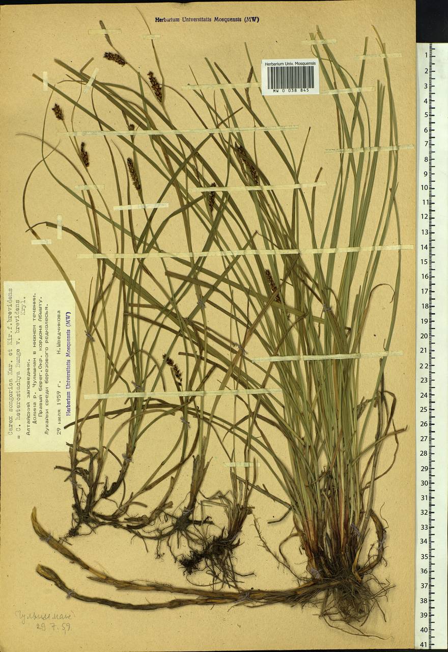 Carex songorica Kar. & Kir., Siberia, Altai & Sayany Mountains (S2) (Russia)