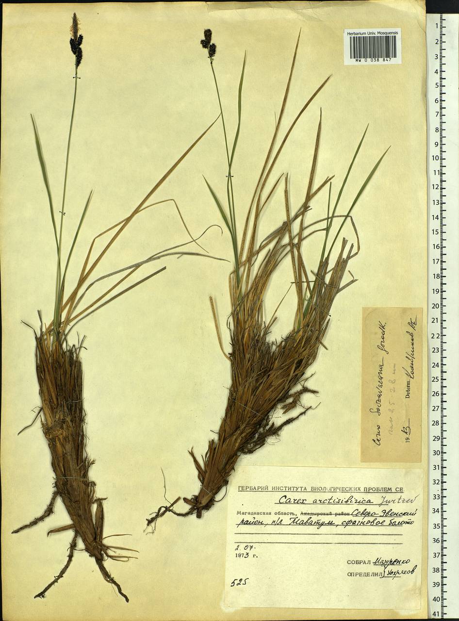 Carex bigelowii subsp. lugens (Holm) T.V.Egorova, Siberia, Chukotka & Kamchatka (S7) (Russia)
