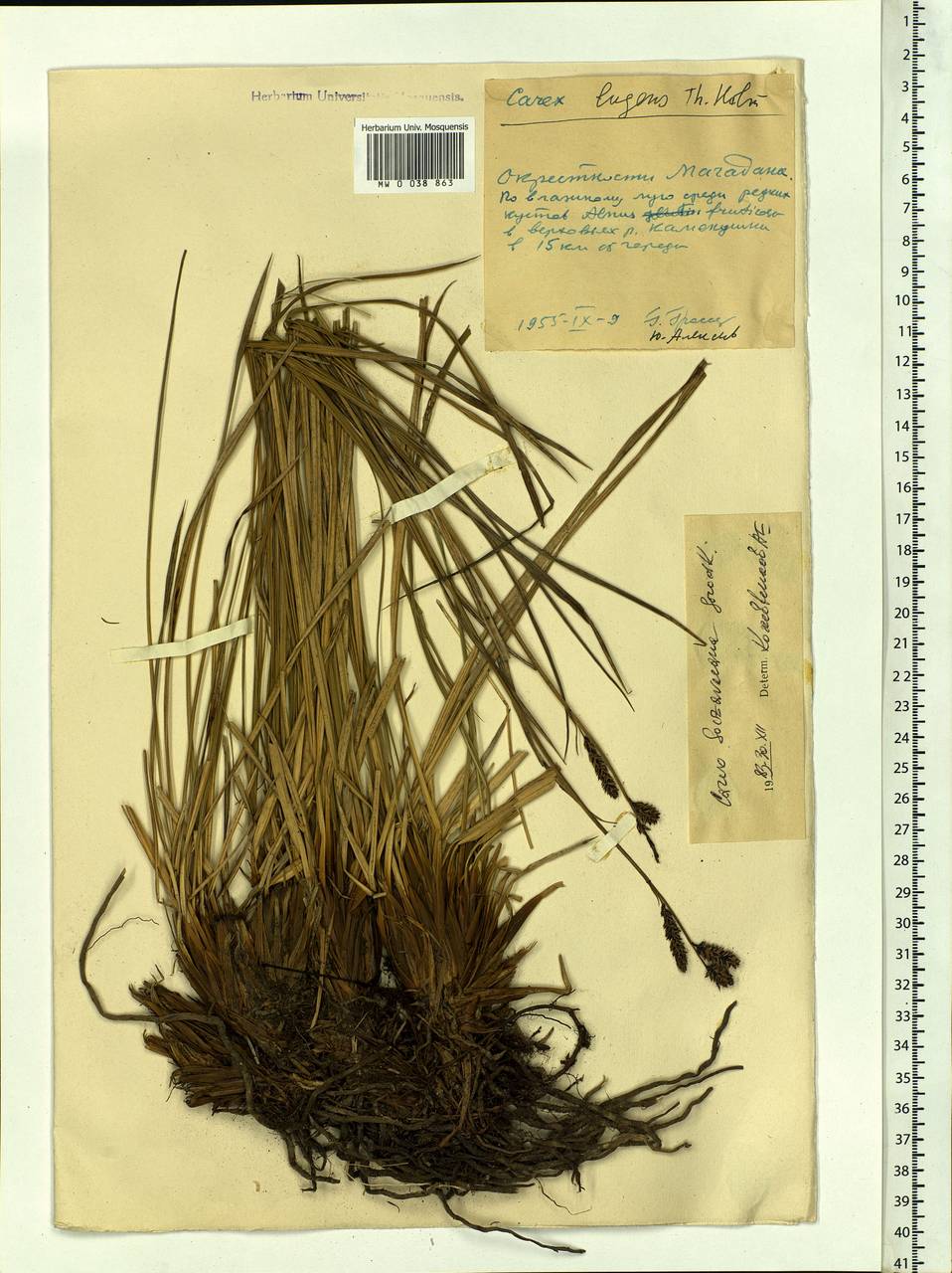 Carex bigelowii subsp. lugens (Holm) T.V.Egorova, Siberia, Chukotka & Kamchatka (S7) (Russia)