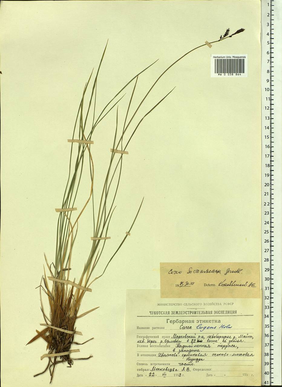 Carex soczavaeana Gorodkov, Siberia, Chukotka & Kamchatka (S7) (Russia)