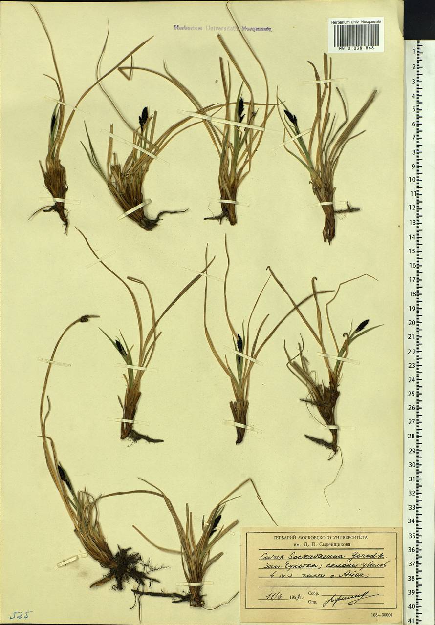 Carex soczavaeana Gorodkov, Siberia, Chukotka & Kamchatka (S7) (Russia)