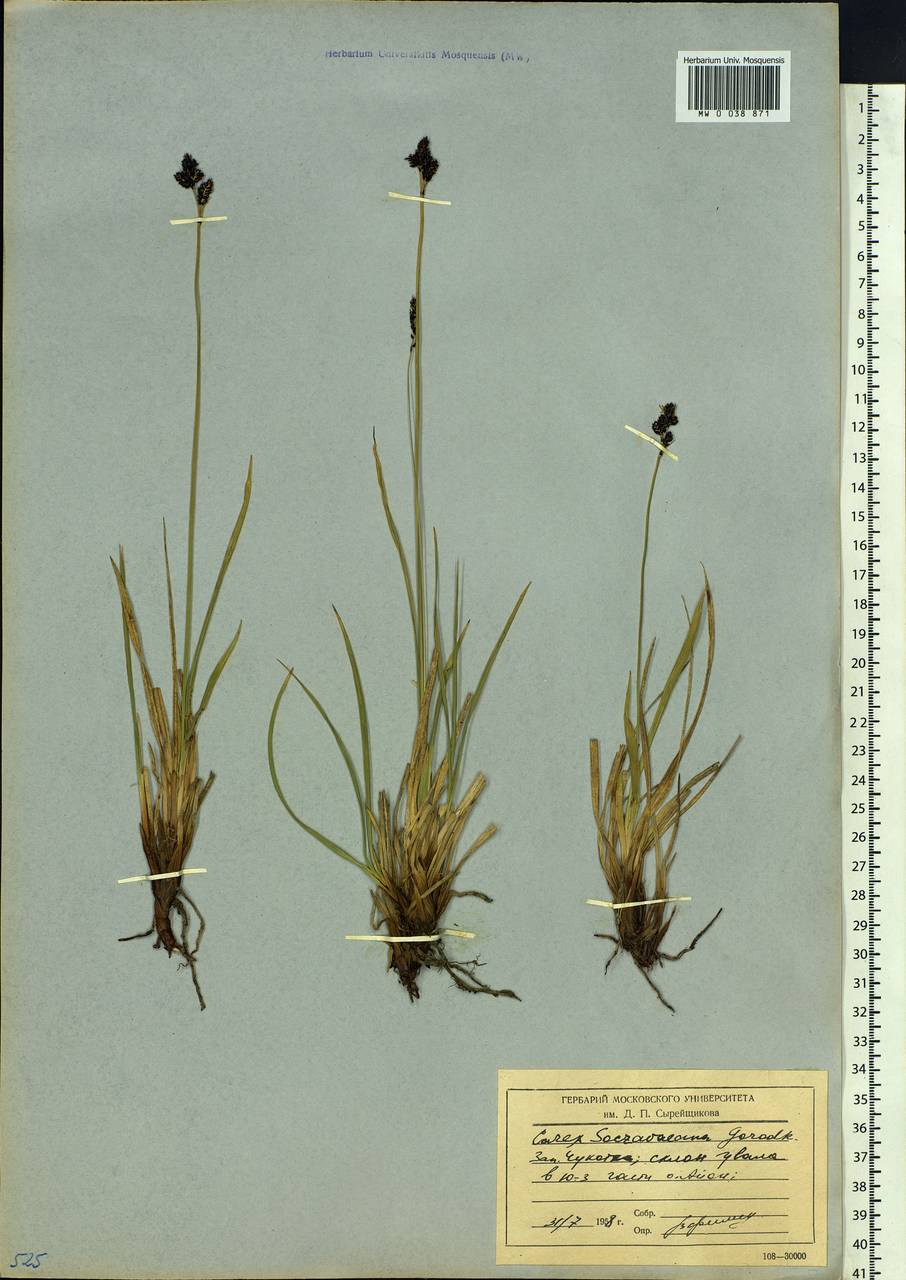 Carex soczavaeana Gorodkov, Siberia, Chukotka & Kamchatka (S7) (Russia)