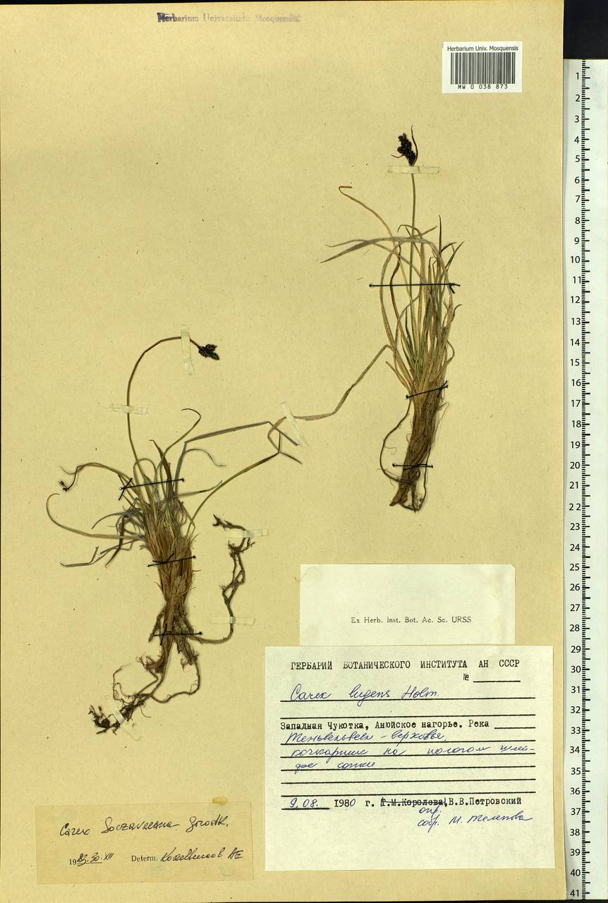 Carex soczavaeana Gorodkov, Siberia, Chukotka & Kamchatka (S7) (Russia)