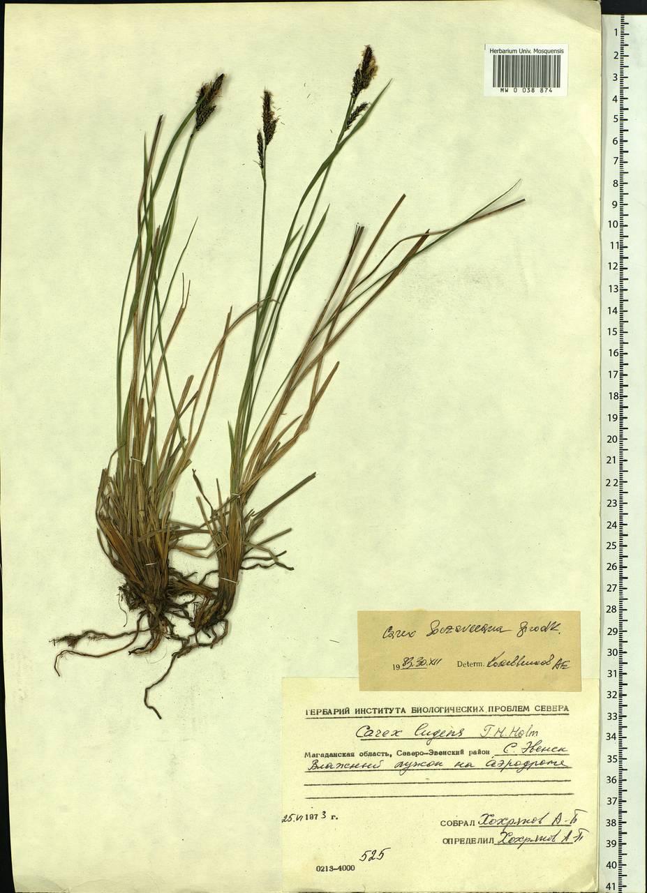 Carex bigelowii subsp. lugens (Holm) T.V.Egorova, Siberia, Chukotka & Kamchatka (S7) (Russia)