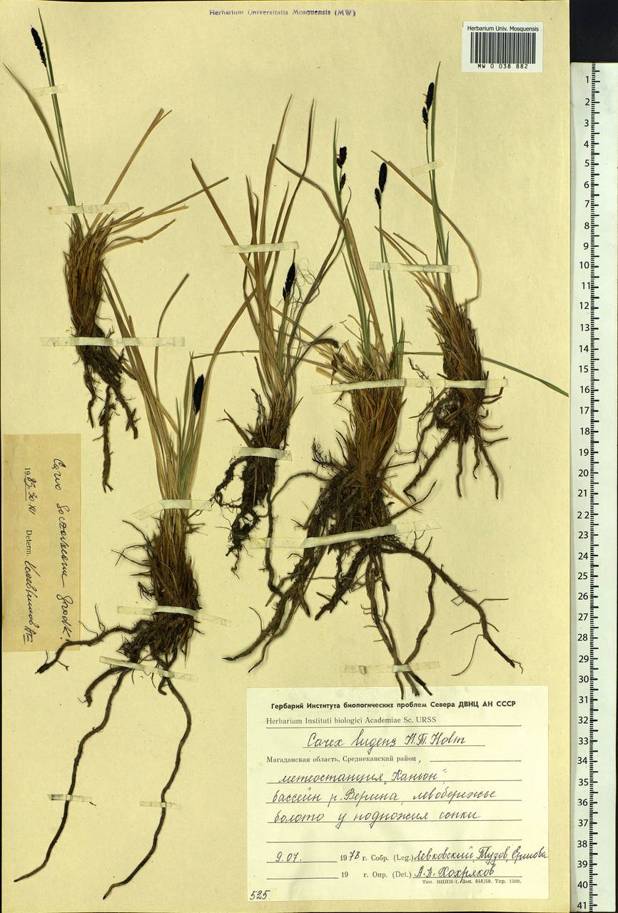 Carex soczavaeana Gorodkov, Siberia, Chukotka & Kamchatka (S7) (Russia)