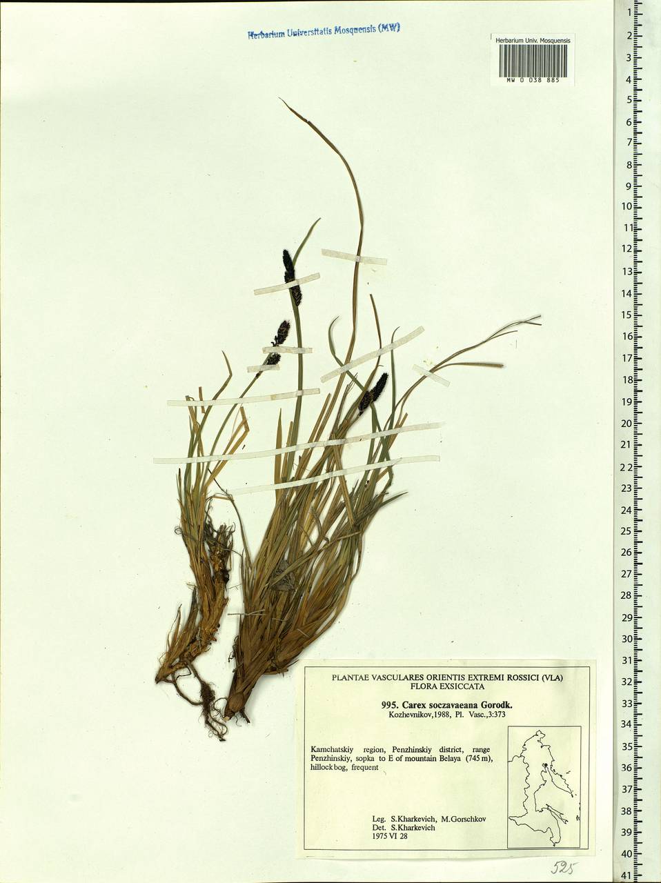 Carex soczavaeana Gorodkov, Siberia, Chukotka & Kamchatka (S7) (Russia)