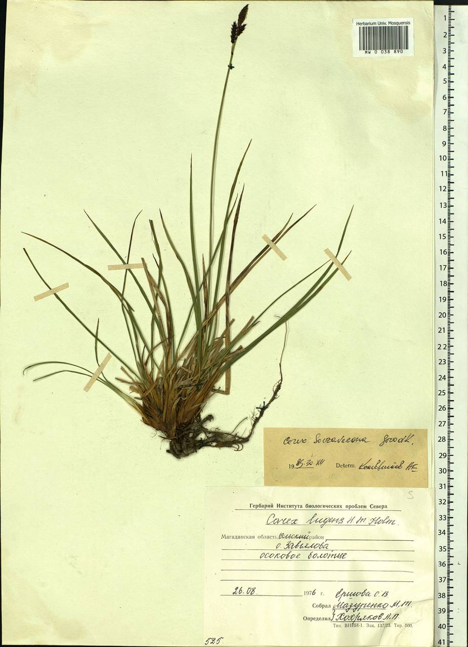 Carex bigelowii subsp. lugens (Holm) T.V.Egorova, Siberia, Chukotka & Kamchatka (S7) (Russia)