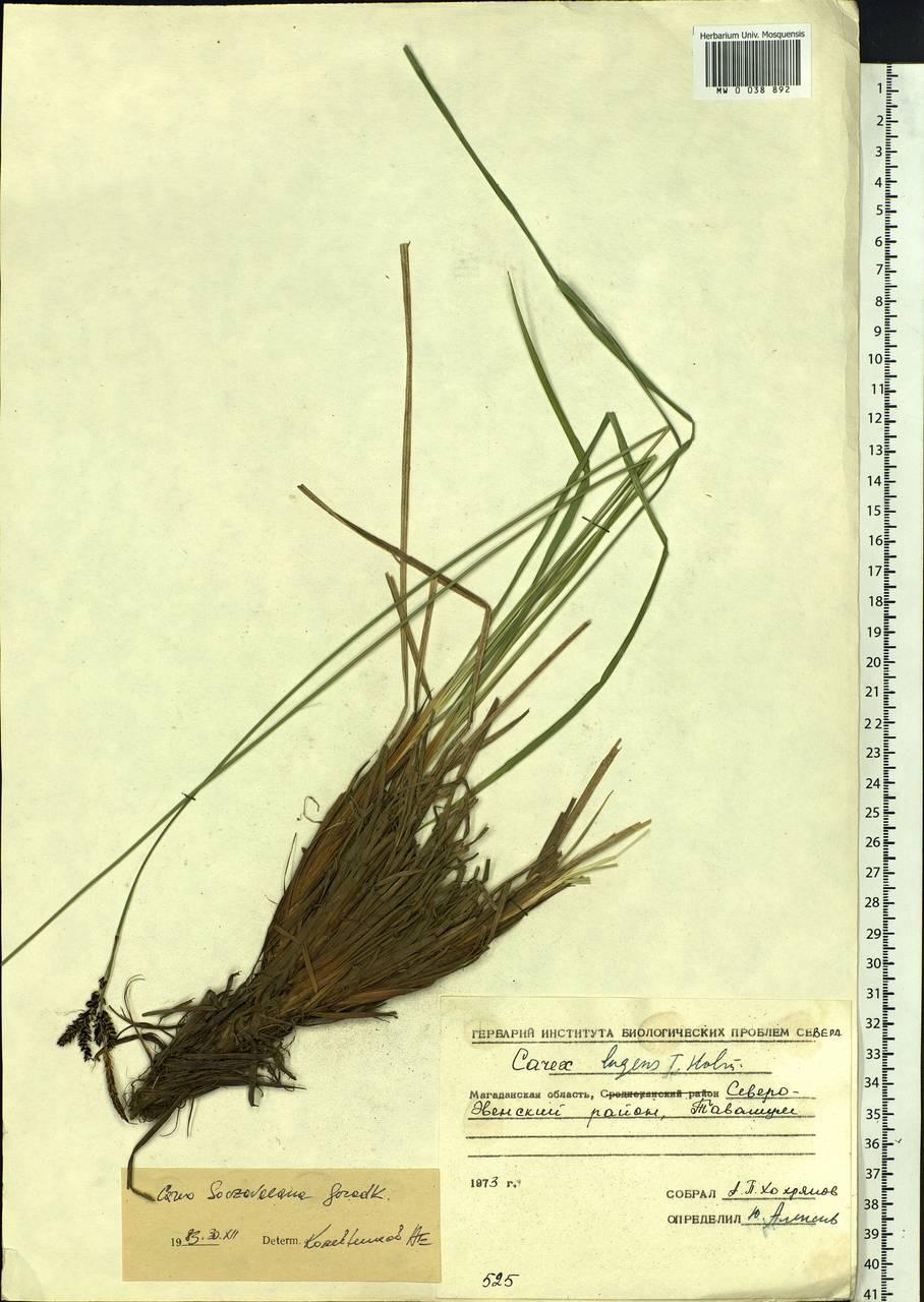 Carex soczavaeana Gorodkov, Siberia, Chukotka & Kamchatka (S7) (Russia)