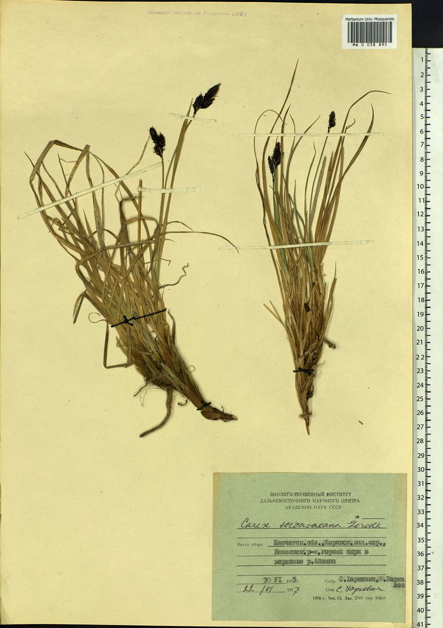 Carex soczavaeana Gorodkov, Siberia, Chukotka & Kamchatka (S7) (Russia)