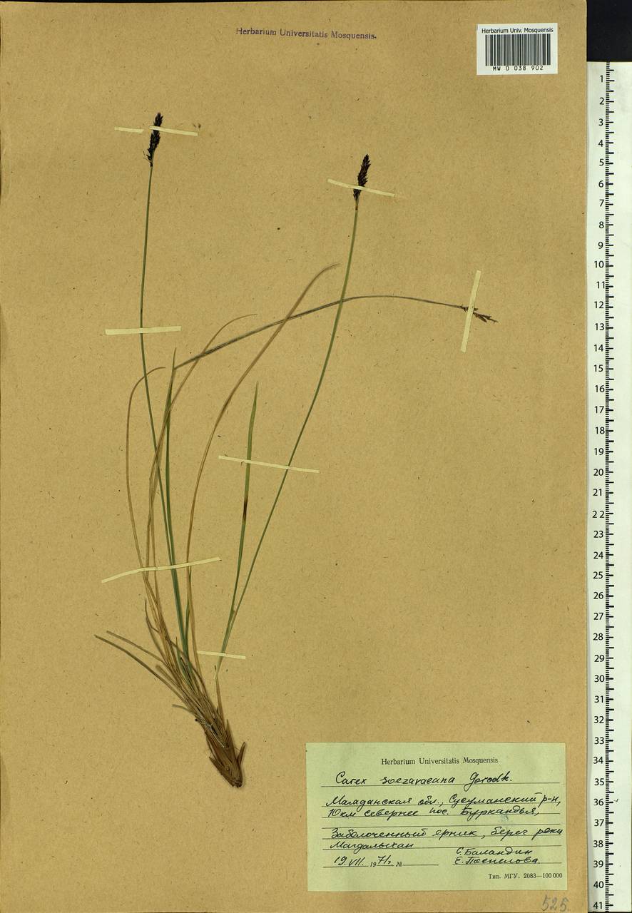 Carex soczavaeana Gorodkov, Siberia, Chukotka & Kamchatka (S7) (Russia)