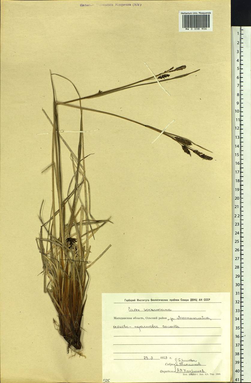 Carex soczavaeana Gorodkov, Siberia, Chukotka & Kamchatka (S7) (Russia)