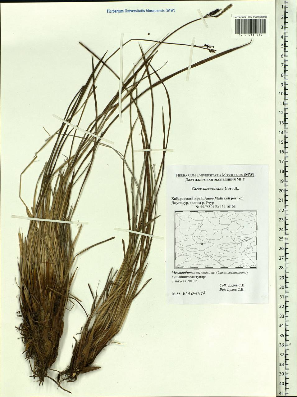 Carex soczavaeana Gorodkov, Siberia, Russian Far East (S6) (Russia)