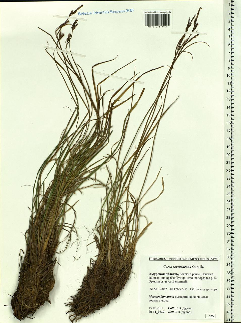 Carex soczavaeana Gorodkov, Siberia, Russian Far East (S6) (Russia)