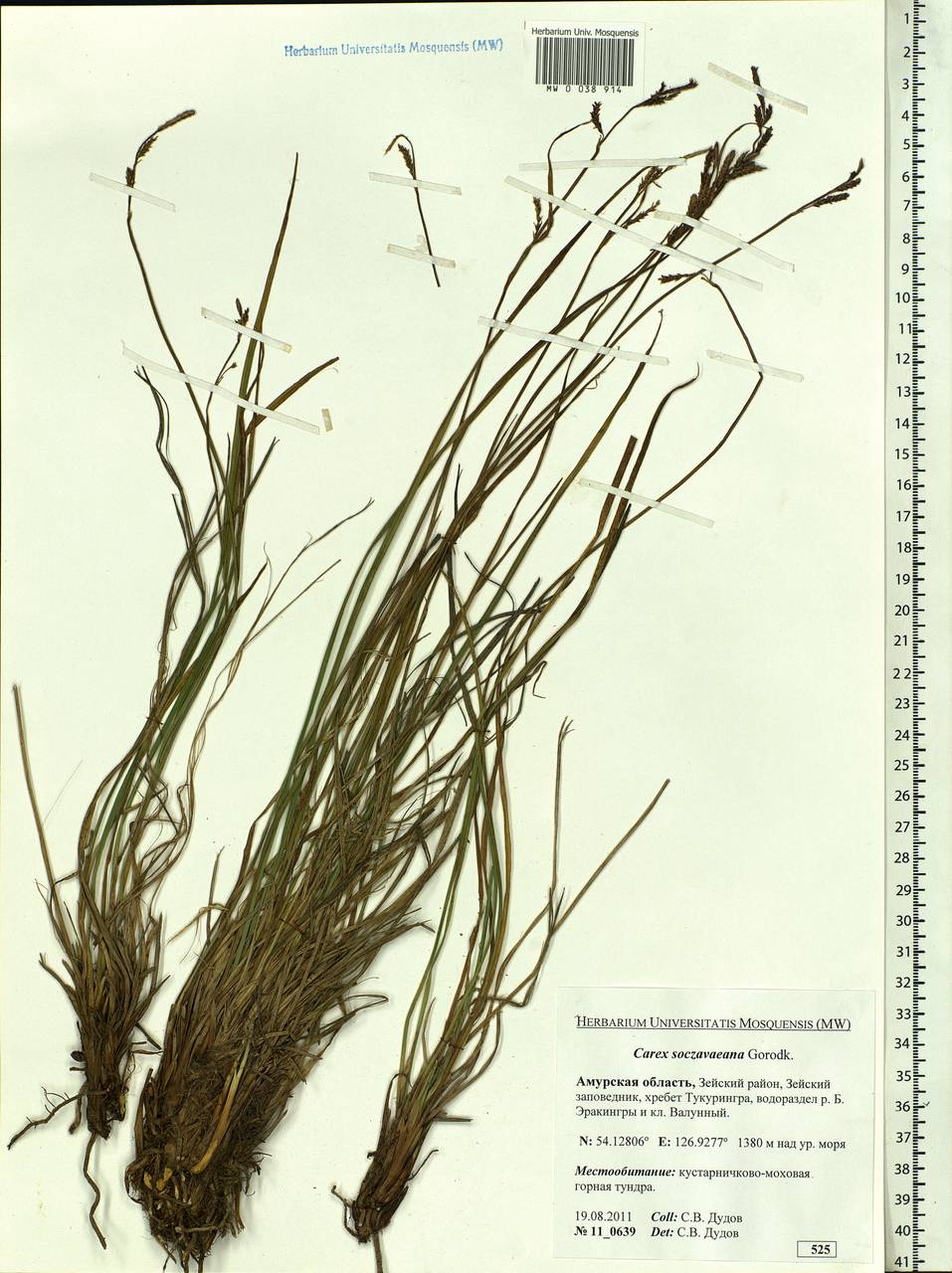 Carex soczavaeana Gorodkov, Siberia, Russian Far East (S6) (Russia)
