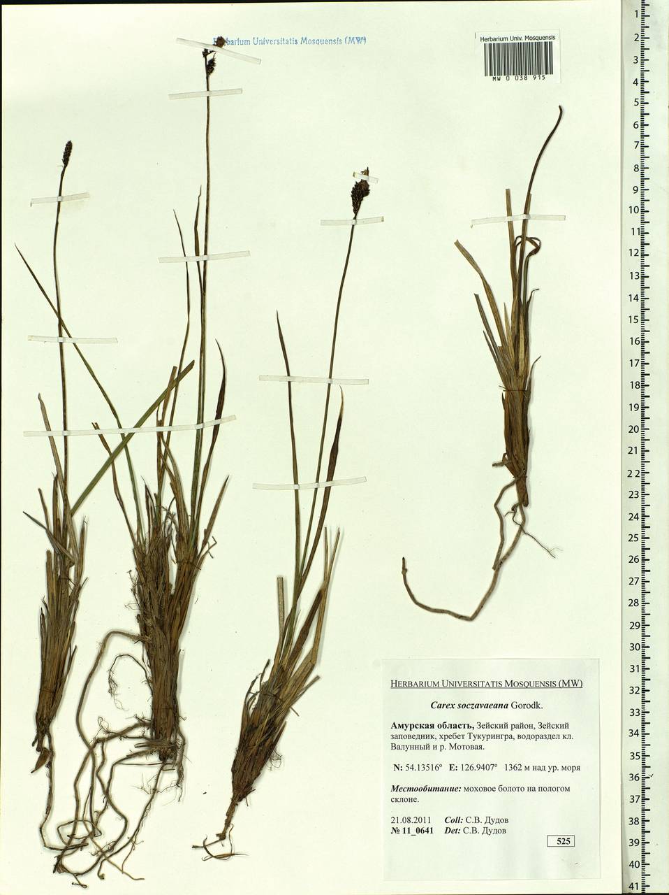 Carex soczavaeana Gorodkov, Siberia, Russian Far East (S6) (Russia)