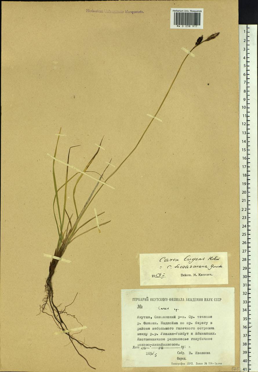 Carex soczavaeana Gorodkov, Siberia, Yakutia (S5) (Russia)
