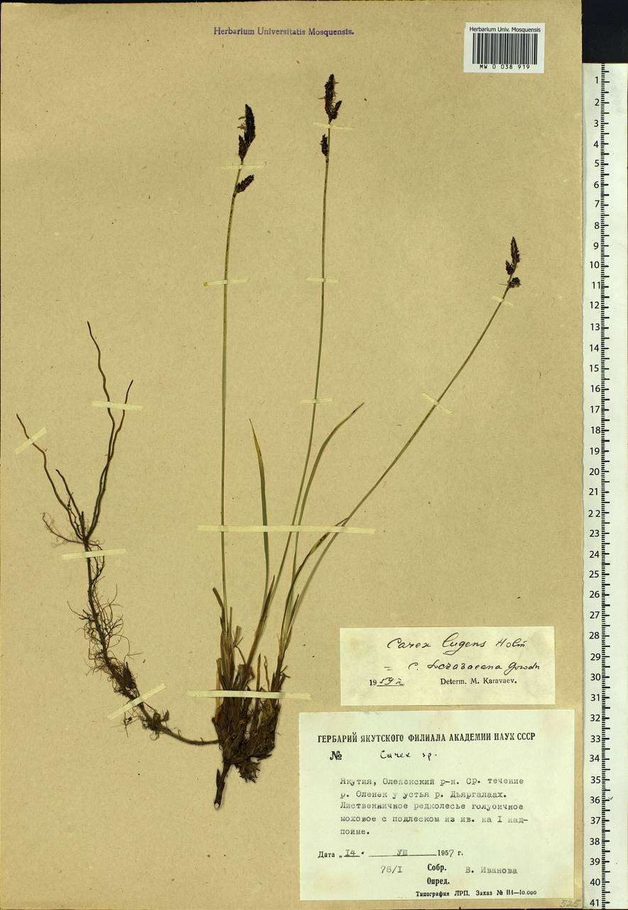 Carex bigelowii subsp. lugens (Holm) T.V.Egorova, Siberia, Yakutia (S5) (Russia)
