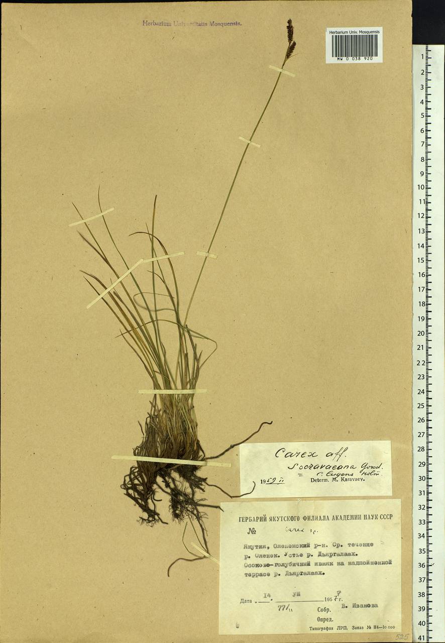 Carex soczavaeana Gorodkov, Siberia, Yakutia (S5) (Russia)