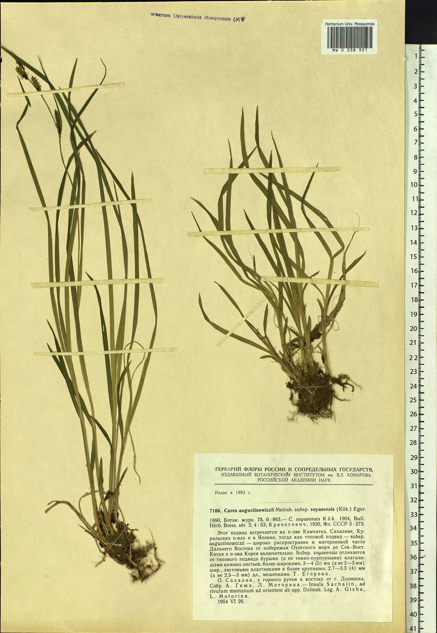 Carex augustinowiczii var. augustinowiczii, Siberia, Russian Far East (S6) (Russia)