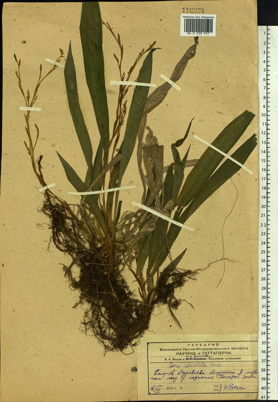 Carex siderosticta Hance, Siberia, Russian Far East (S6) (Russia)