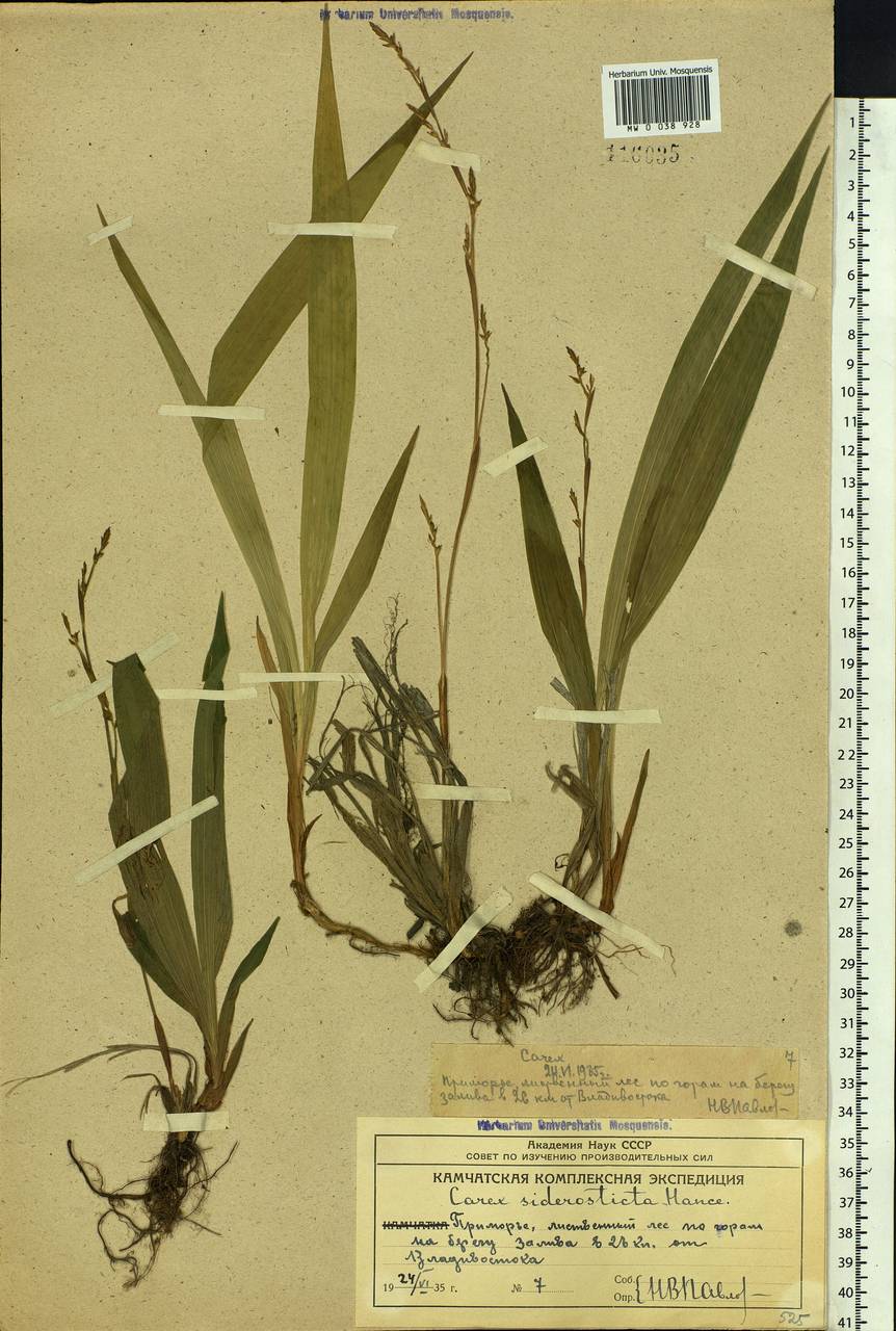 Carex siderosticta Hance, Siberia, Russian Far East (S6) (Russia)