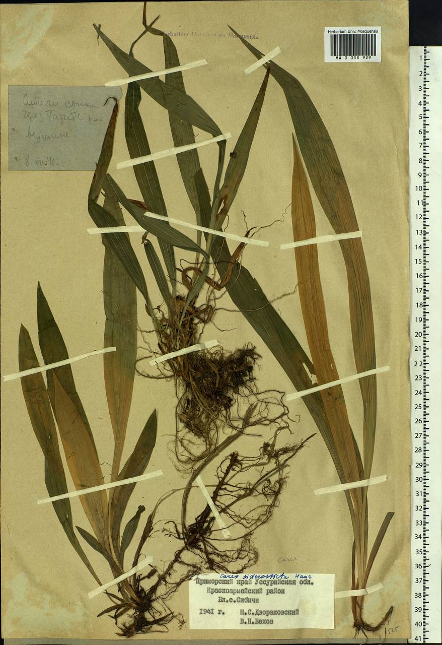 Carex siderosticta Hance, Siberia, Russian Far East (S6) (Russia)