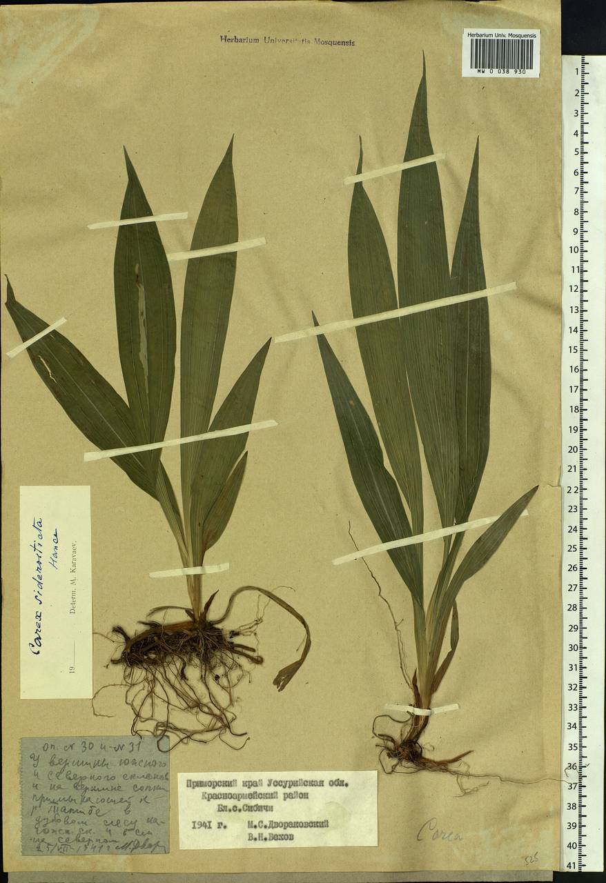 Carex siderosticta Hance, Siberia, Russian Far East (S6) (Russia)