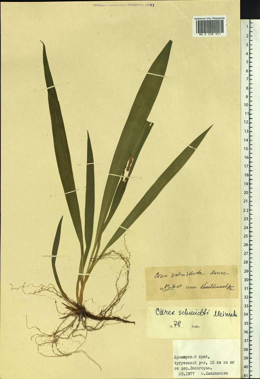 Carex siderosticta Hance, Siberia, Russian Far East (S6) (Russia)