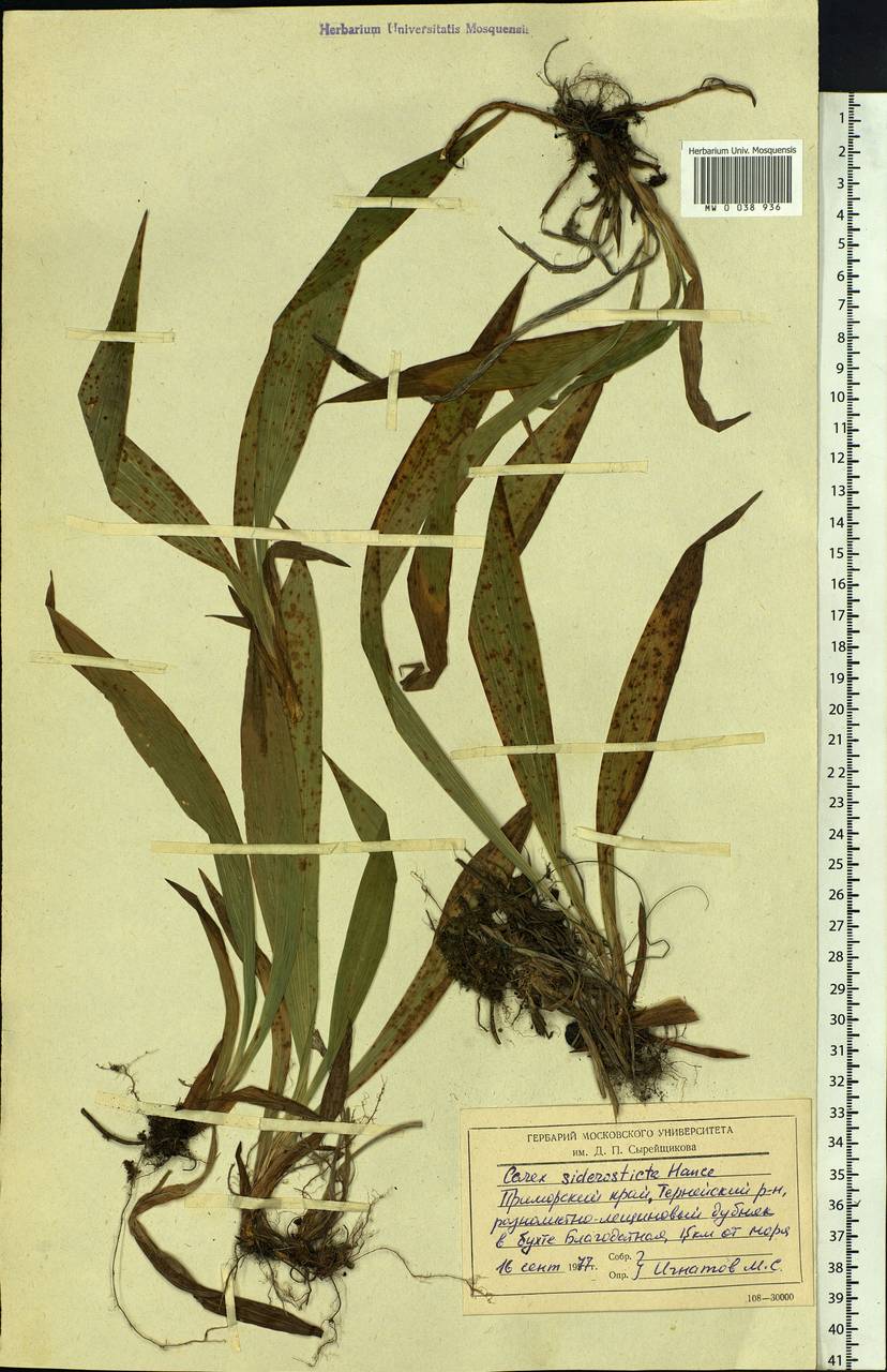 Carex siderosticta Hance, Siberia, Russian Far East (S6) (Russia)