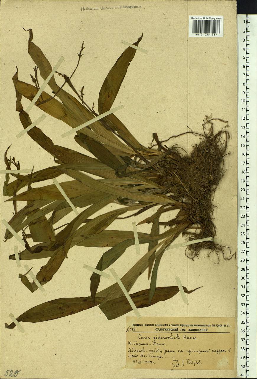 Carex siderosticta Hance, Siberia, Russian Far East (S6) (Russia)