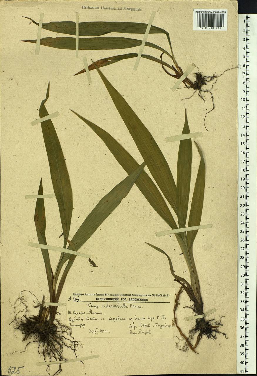 Carex siderosticta Hance, Siberia, Russian Far East (S6) (Russia)