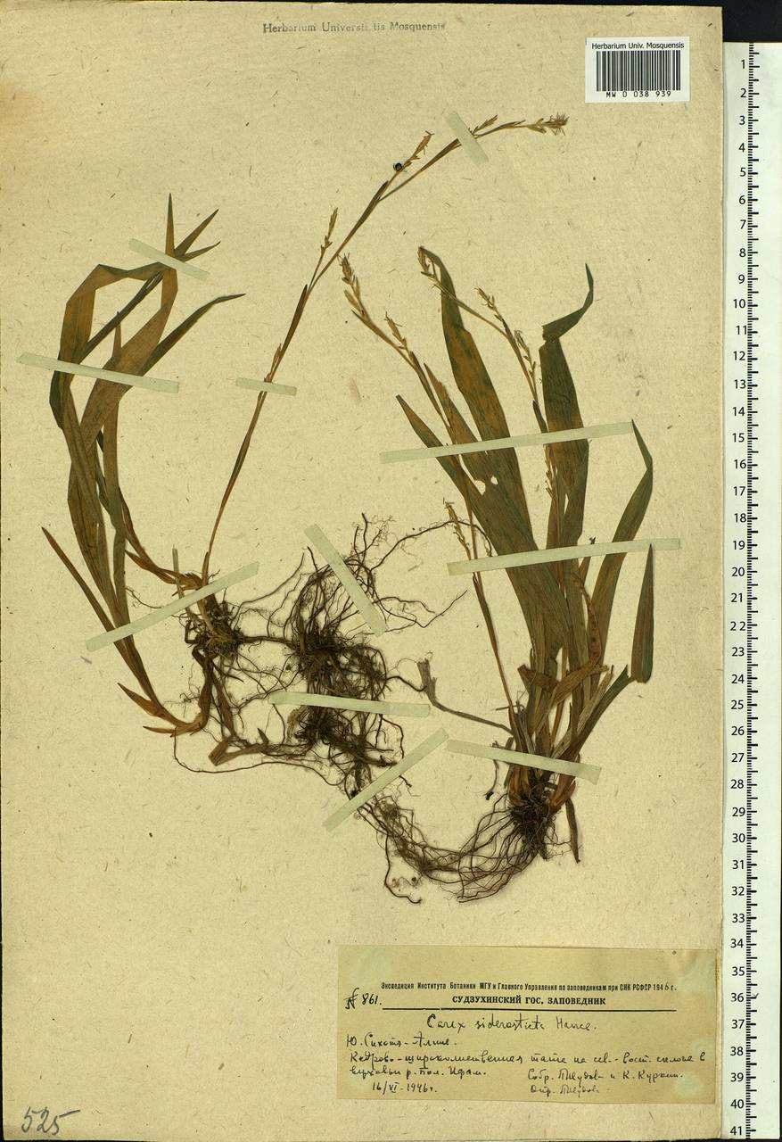 Carex siderosticta Hance, Siberia, Russian Far East (S6) (Russia)