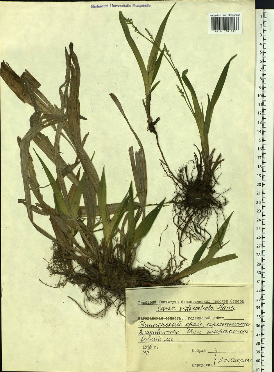 Carex siderosticta Hance, Siberia, Russian Far East (S6) (Russia)